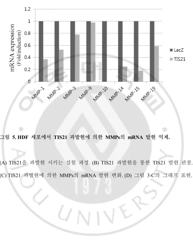 그림   5. HDF  세포에서  TIS21  과발현에  의한  MMPs의  mRNA  발현  억제.   
