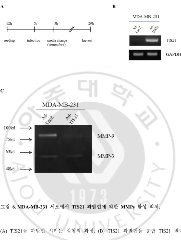 그림   6. MDA-MB-231  세포에서  TIS21  과발현에  의한  MMPs  활성  억제. 