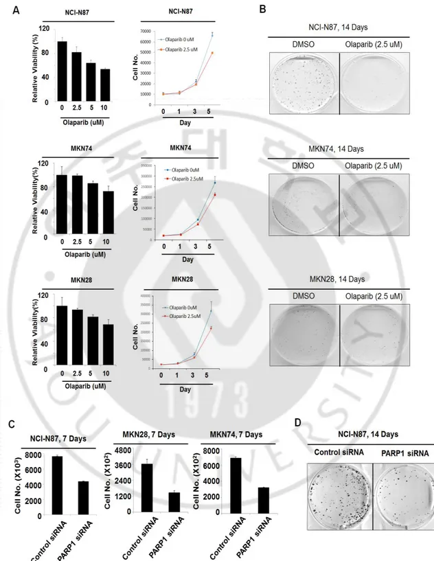 Figure  1.  Anti-proliferation  activity  of  Olaparib  and  PARP1  siRNA  against  gastric  cancer cells.
