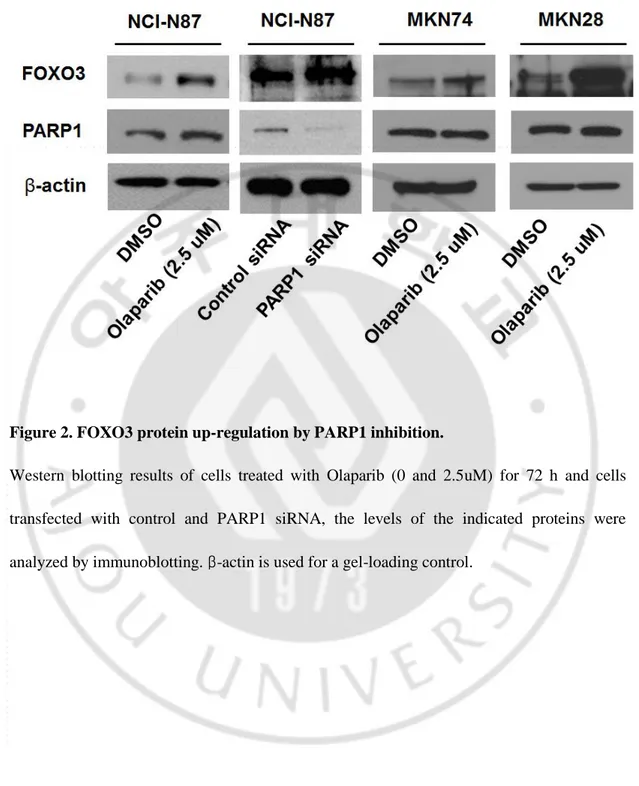 Figure 2. FOXO3 protein up-regulation by PARP1 inhibition.   