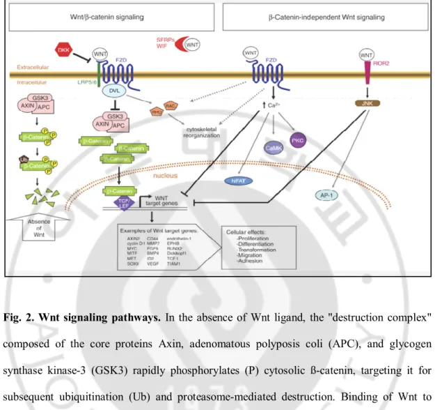 Fig. 2. Wnt signaling  pathways.  In  the  absence  of  Wnt  ligand,  the  "destruction  complex" 