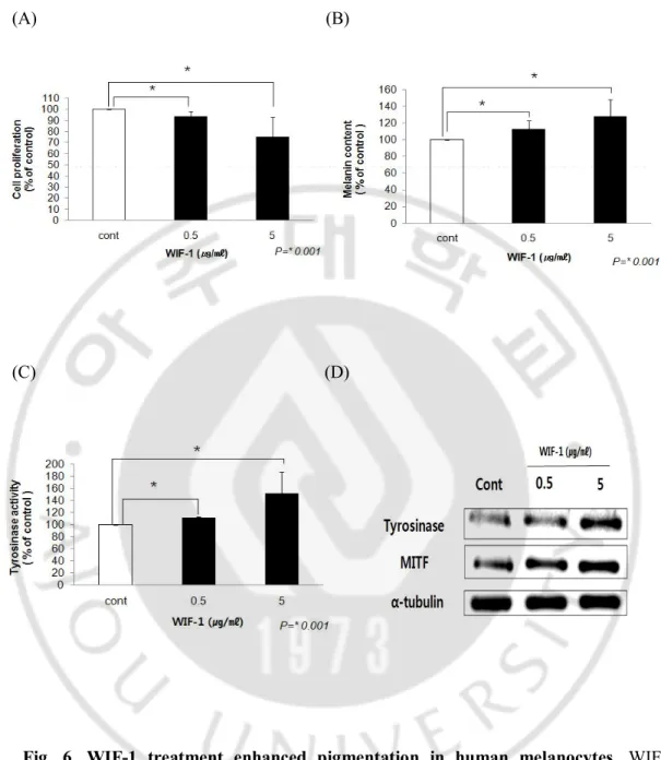Fig.  6.  WIF-1  treatment  enhanced  pigmentation  in  human  melanocytes.  WIF-1 