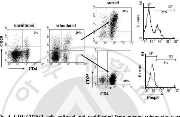 Fig. 4. CD4+CD25+T cells cultured and proliferated from normal splenocytes were