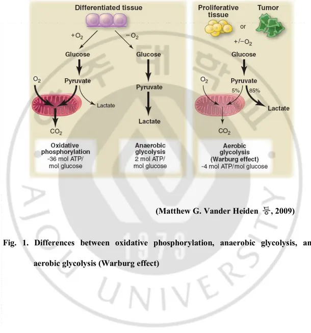 Fig.  1.  Differences  between  oxidative  phosphorylation,  anaerobic  glycolysis,  and  aerobic glycolysis (Warburg effect) 