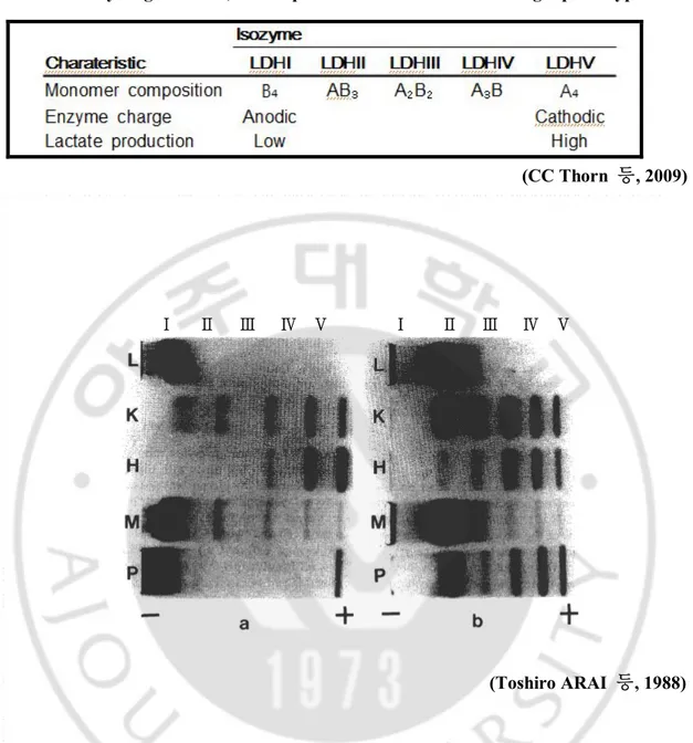 Fig.  2.  Electrophoretic  patterns  of  LDH  isozymes  of  tissue  extracts  and  plasma  of 