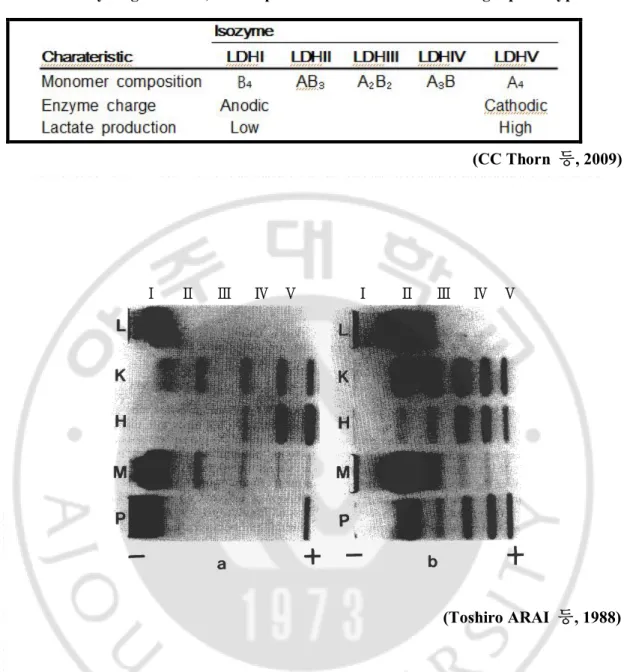 Fig.  2.  Electrophoretic  patterns  of  LDH  isozymes  of  tissue  extracts  and  plasma  of 