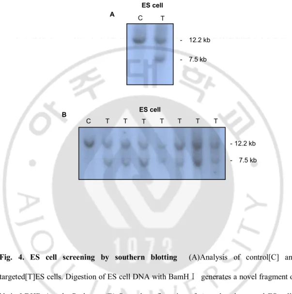 Fig.  4.  ES  cell  screening  by  southern  blotting    (A)Analysis  of  control[C]  and 
