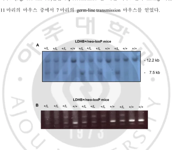 Fig.  5.  Genotyping  of  LDHB+/neo-loxP  mice  (A  and  B)  Analysis  of  wild-type(+/+)  and 