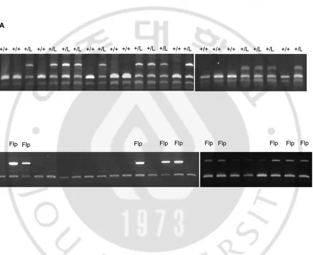 Fig. 6. Genotyping of LDHB+/neo-loxP, FLP mice (A) Analysis of wild-type(+/+) and 