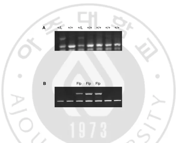 Fig. 7. Genotyping of LDHB+/ loxP mice (A) Analysis of wild-type(+/+) and LDHB+/neo-