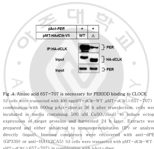 Fig .4. Amino acid 657-707 is necessary for PERIOD binding to CLOCK  S2 cells were transected with 400 ngpMT-dClk-WT ,pMT-dClk( △657-707) in  combination  with  600ng  pAct-dper.at  36  h  after  transfection,  cells  were 