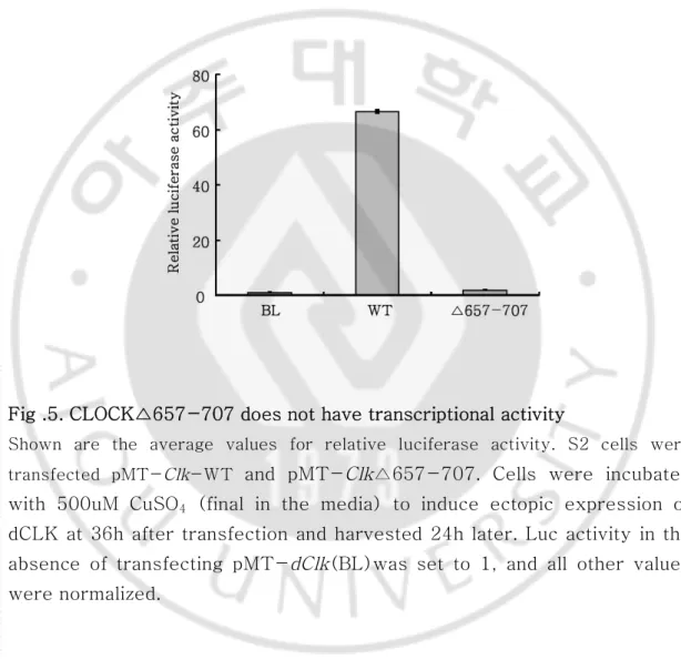 Fig .5. CLOCK△657-707 does not have transcriptional activity 