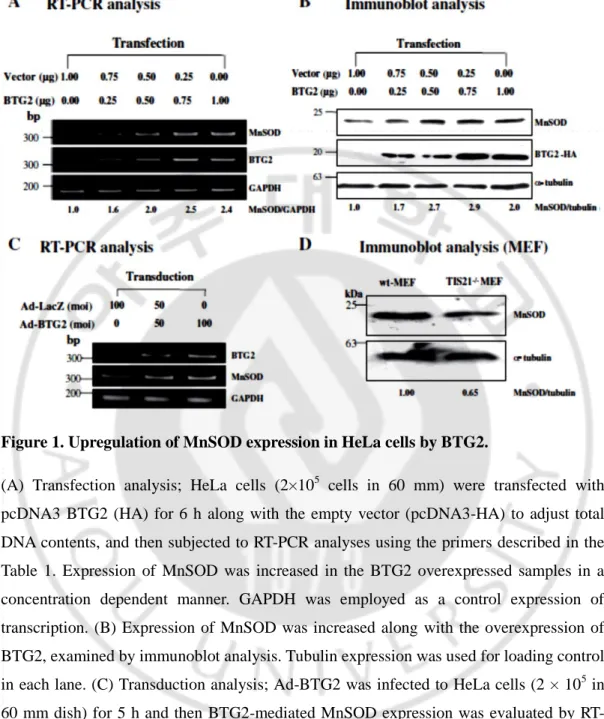 Figure 1. Upregulation of MnSOD expression in HeLa cells by BTG2.  
