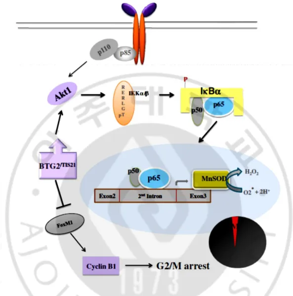 Figure 6. Crosstalk between PI3K-Akt and NFκB pathways after BTG2 expression in  normal and cancer cells via activation of Akt1 and degradation of IκBα protein