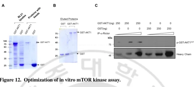 Figure 12.  Optimization of in vitro mTOR kinase assay.  
