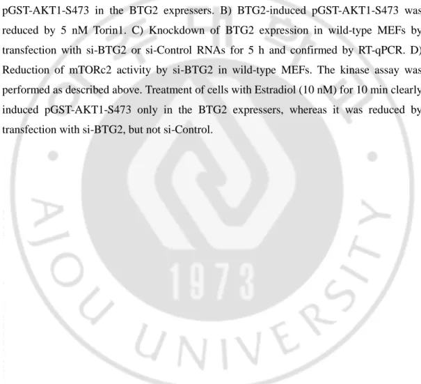Figure 13.  BTG2 upregulates mTORc2 activity in normal and cancer cells. 