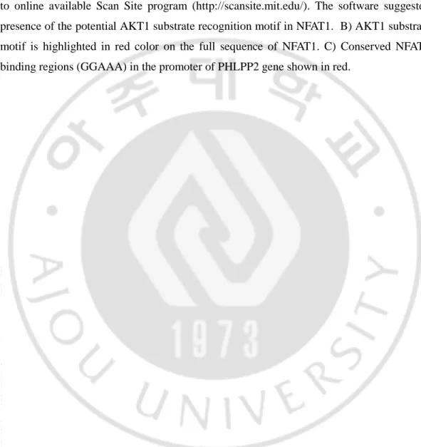 Figure  19.  NFAT1  may  be  a  AKT  substrate  and  PHLPP2  gene  can  be  a  potential  target of NFAT1