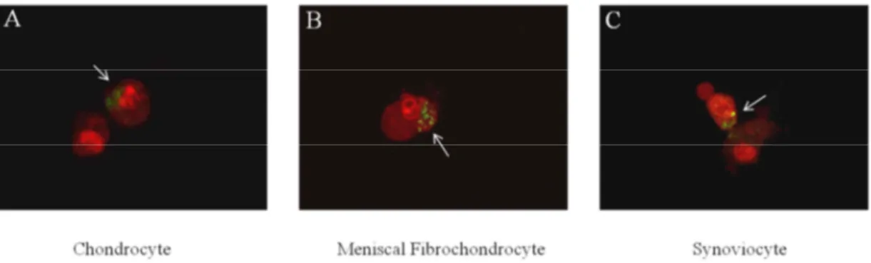 Figure  2.  4.  Confocal  microscopy  of  chondrocyte,  meniscal  fibrochondrocyte,  and 
