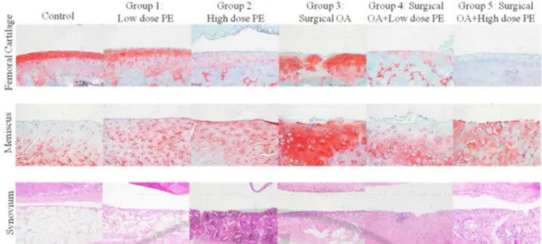 Figure  2.  6.  Representative  histopathological  results  of  all  groups.   Upper  row  shows 