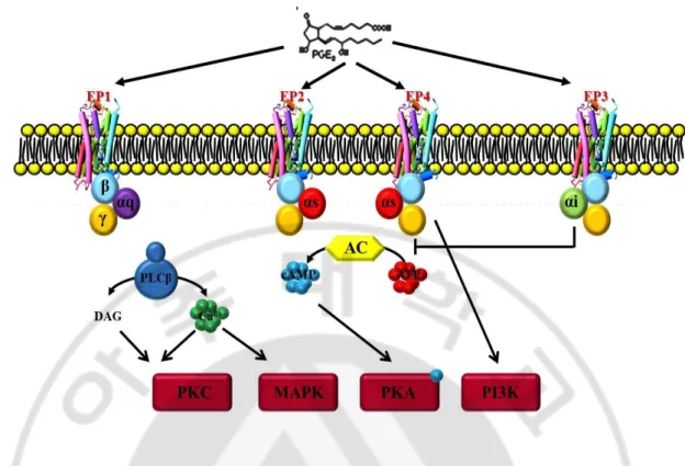 Fig. 1. G-protein coupled EP receptor signaling pathways. PGE 2   mediated its biological  functions  by  binding  to  four  different  types  of  membrane-bound,  G-protein-coupled  receptors