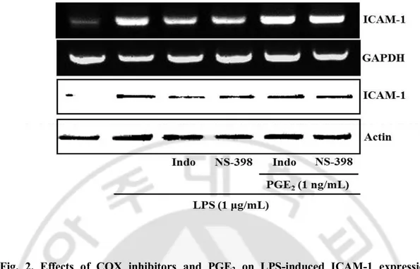 Fig.  2.  Effects  of  COX  inhibitors  and  PGE 2   on  LPS-induced  ICAM-1  expression