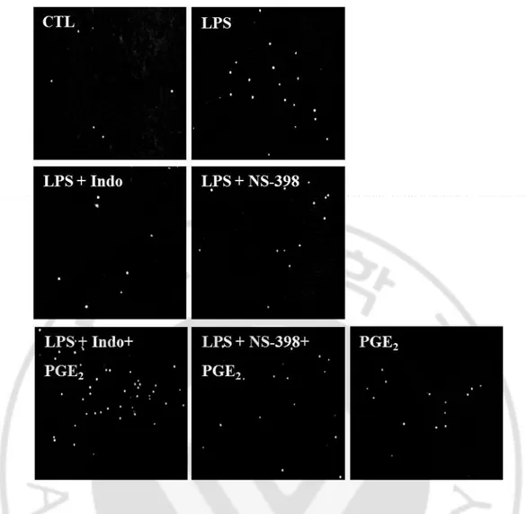 Fig.  3. Effects  of  COX  inhibitors  and  PGE 2   on  LPS-induced  adhesion  of  leukocyte  to 