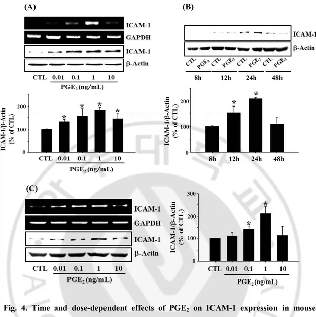 Fig.  4.  Time  and  dose-dependent  effects  of  PGE 2   on  ICAM-1  expression  in  mouse 