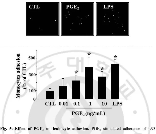 Fig.  5.  Effect  of  PGE 2   on  leukocyte  adhesion.  PGE 2   stimulated  adherence  of  U937  monocytes  to  bEnd.3  brain  endothelial  cells