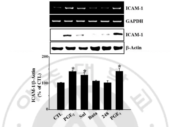 Fig. 7. Effects of specific EP agonists on ICAM-1 expression. bEnd.3 cells were incubated 
