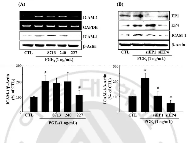 Fig. 8. Effects of specific EP antagonists and knockdown of EP receptor with siRNA on  PGE 2 -induced  ICAM-1  expression