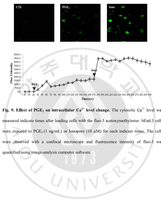 Fig.  9.  Effect  of  PGE 2   on  intracellular  Ca 2+   level  change.  The  cytosolic  Ca 2+   level  was 