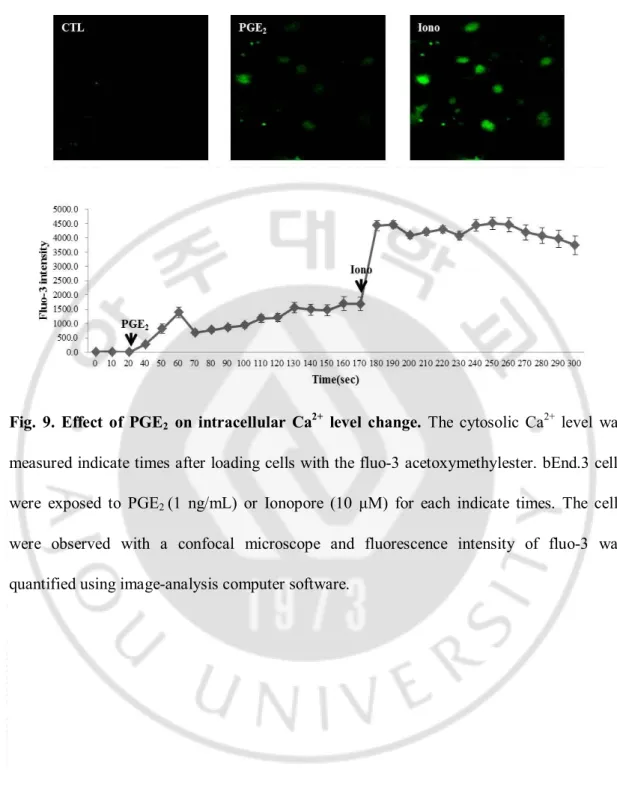 Fig.  9.  Effect  of  PGE 2   on  intracellular  Ca 2+   level  change.  The  cytosolic  Ca 2+   level  was 