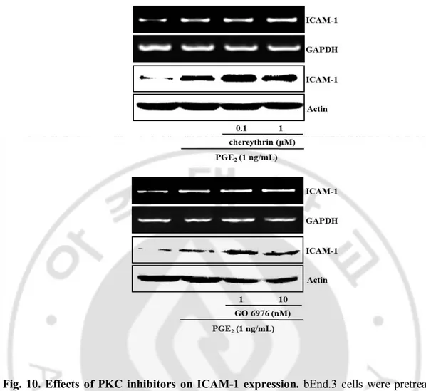 Fig.  10. Effects  of  PKC  inhibitors  on  ICAM-1  expression.  bEnd.3  cells  were  pretreated 