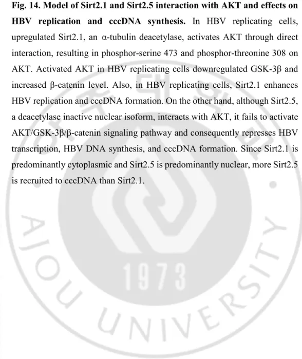 Fig. 14. Model of Sirt2.1 and Sirt2.5 interaction with AKT and effects on  HBV replication and cccDNA synthesis