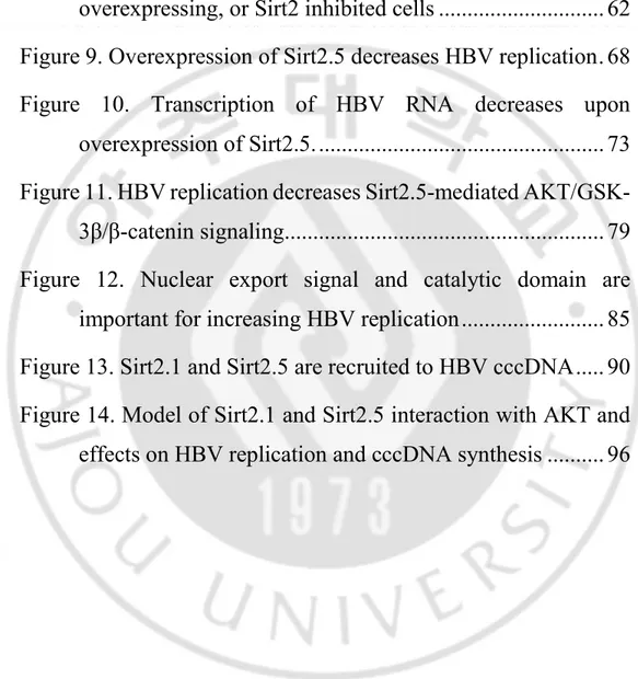 Figure 8. AKT/GSK-3β/β-catenin signaling is downregulated in  HBV non-replicating, Sirt2 knockdown, Sirt2  DN-overexpressing, or Sirt2 inhibited cells ............................