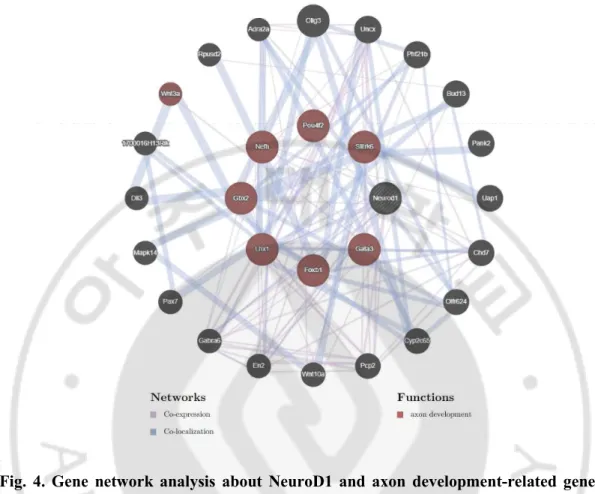 Fig.  4.  Gene  network  analysis  about  NeuroD1  and  axon  development-related  genes  using  GeneMANIA  web  software