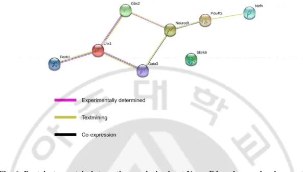 Fig. 6. Protein to protein interaction analysis about NeuroD1 and axon development- development-related  genes  using  STRING  web  software