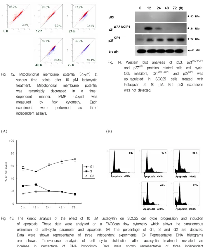 Fig.  12.  Mitochondrial  membrane  potential  (△ψm)  at  various  time  points  after  10  μM  lactacystin  treatment