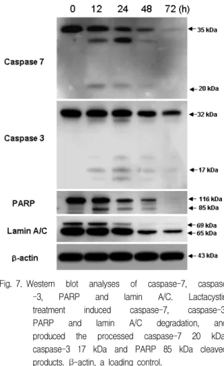 Fig. 7. Western  blot  analyses  of  caspase-7,  caspase  -3,  PARP  and  lamin  A/C.  Lactacystin  treatment  induced  caspase-7,  caspase-3,  PARP  and  lamin  A/C  degradation,  and  produced  the  processed  caspase-7  20  kDa,  caspase-3  17  kDa  and