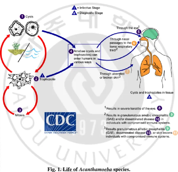 Fig. 1. Life of Acanthamoeba species. 