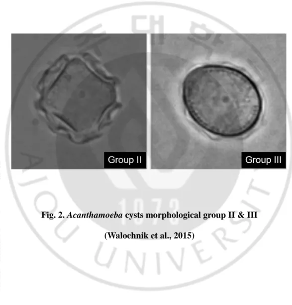 Fig. 2. Acanthamoeba cysts morphological group II &amp; III  (Walochnik et al., 2015) 