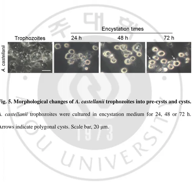Fig. 5. Morphological changes of A. castellanii trophozoites into pre-cysts and cysts