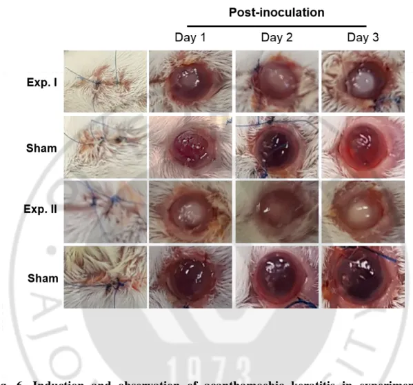 Fig.  6.  Induction  and  observation  of  acanthamoebic  keratitis  in  experimental  mouse  models