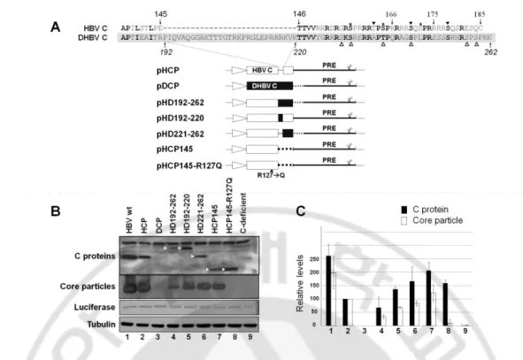Fig.  1.  Core  protein  expression  and  core  particle  assembly  by  chimeric  Core  protein  variants