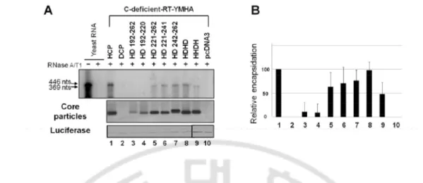 FIG. 5. pgRNA encapsidation in core particles by additional core protein variants. (A) 