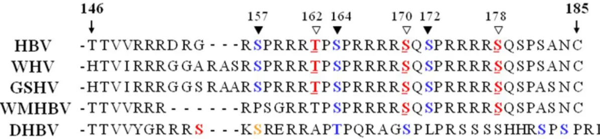 Fig.  1.  Sequence  alignment  of  C-terminal  domain  of  HBV  and  related  viruses  core  protein