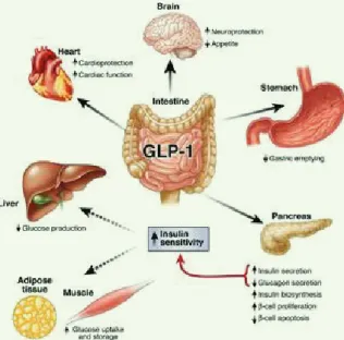 그림 1. GLP-1의 포도당 항상성(homeostasis) 관련 작용기전
