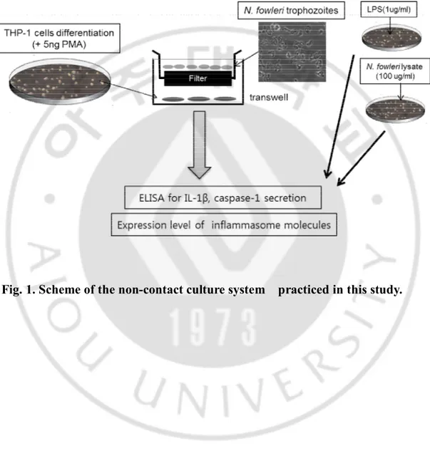 Fig. 1. Scheme of the non-contact culture system    practiced in this study. 