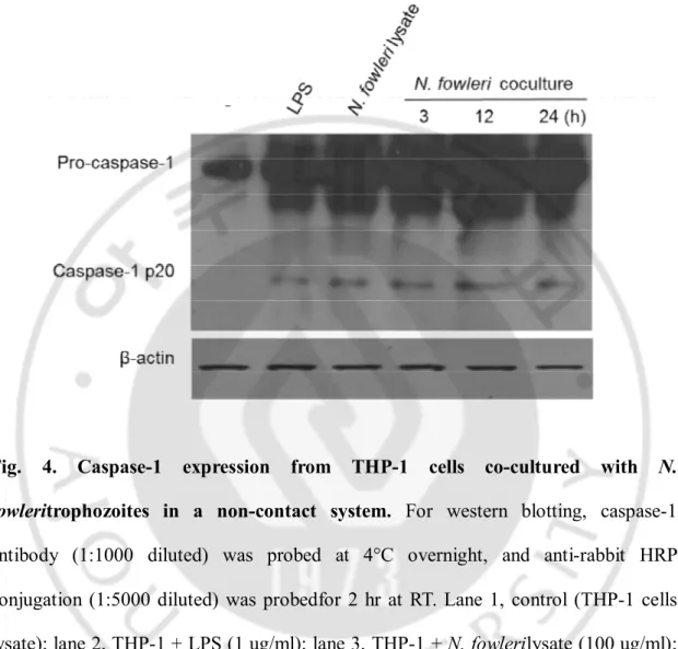Fig.  4.  Caspase-1  expression  from  THP-1  cells  co-cultured  with  N. 