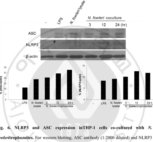 Fig.  6.  NLRP3  and  ASC  expression  inTHP-1  cells  co-cultured  with  N. 